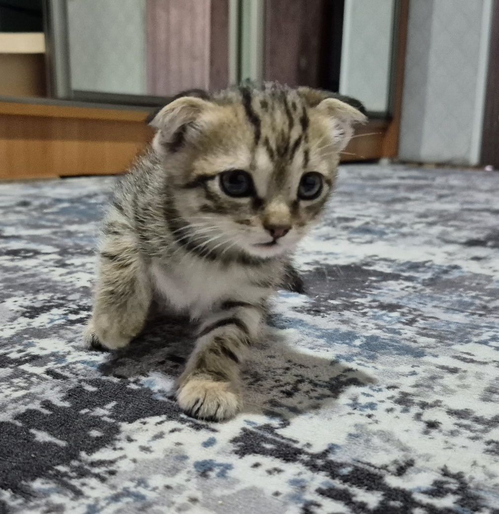 Отдадим котенка в добрые руки