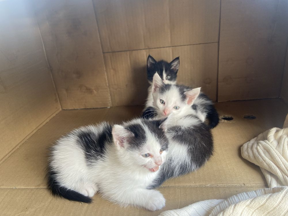 Котята в добрые  руки