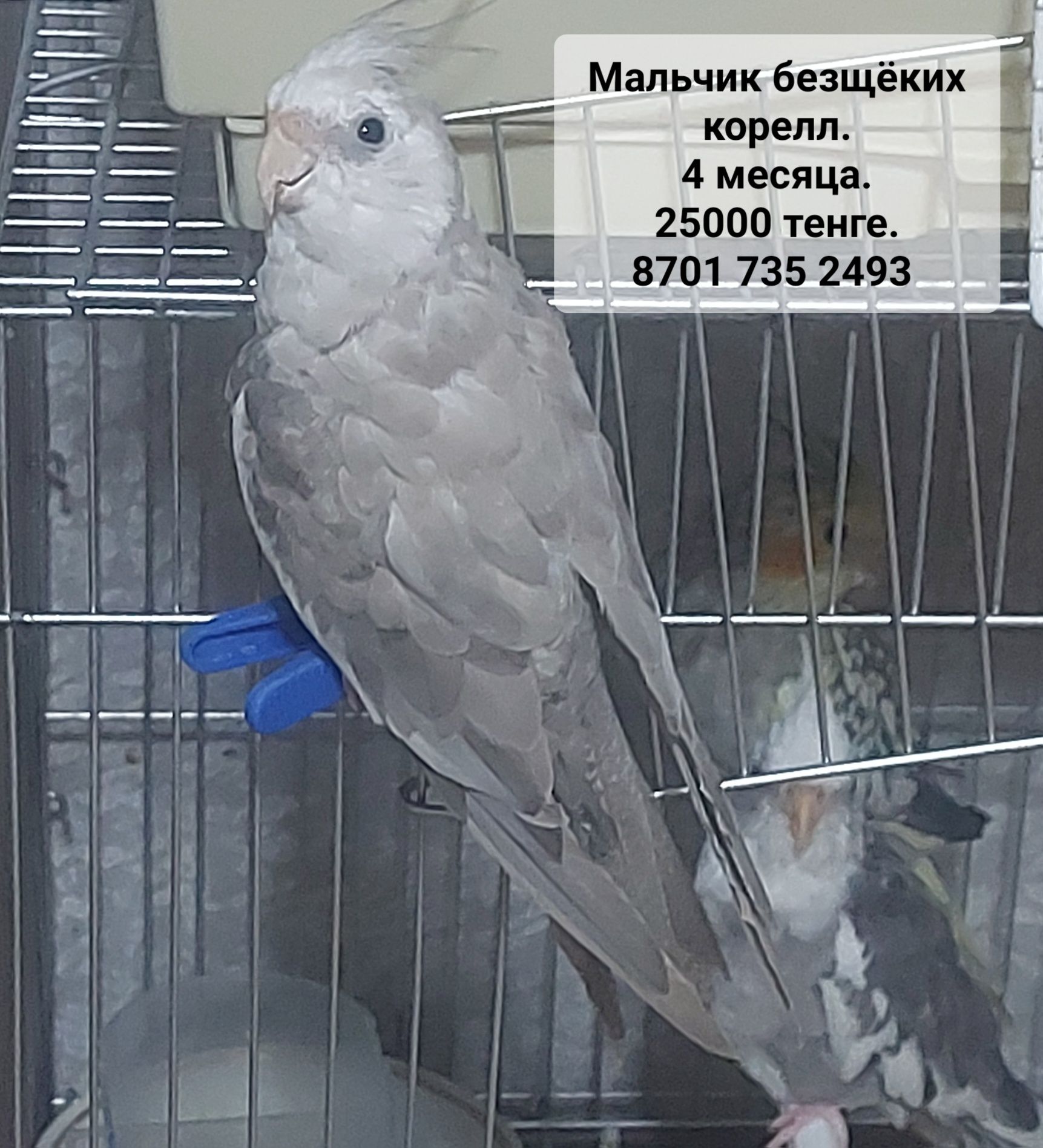 Молодые безщёкие кореллы