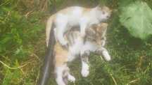 Котята мышиловы,
