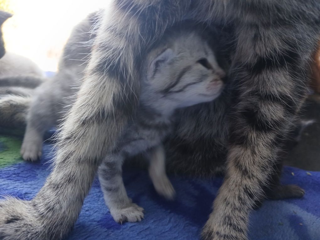 отдам котят 1 месяц