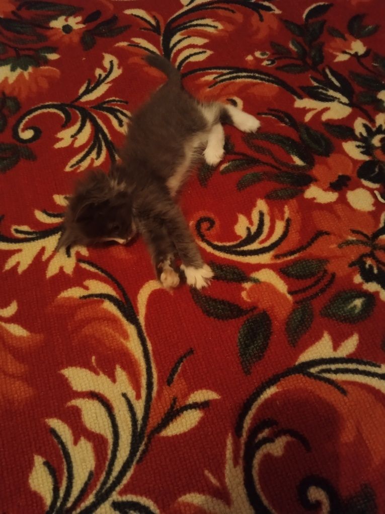 Кошка маленький милый