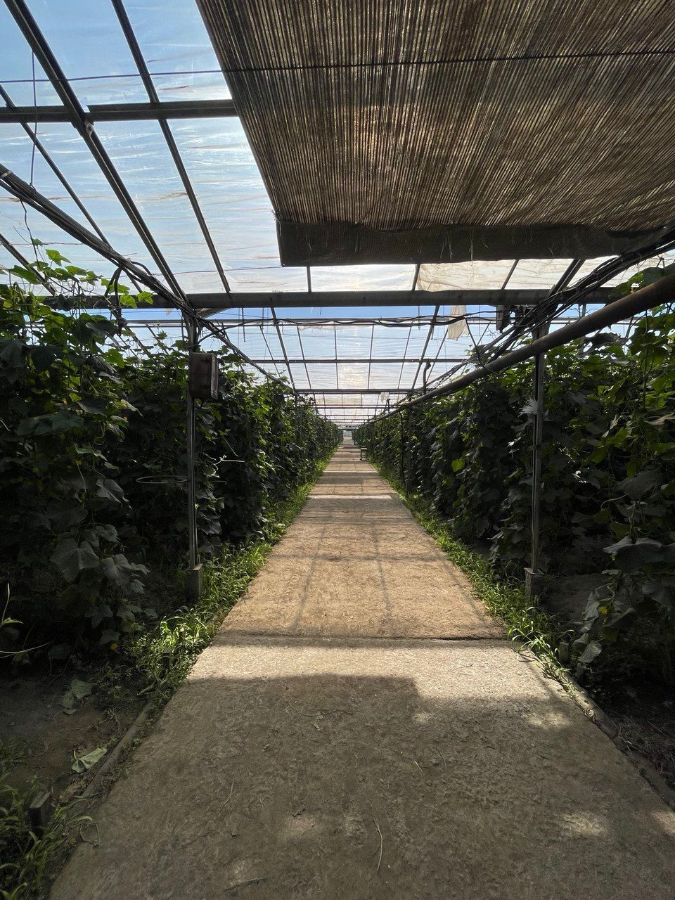 Теплица парник 3 га