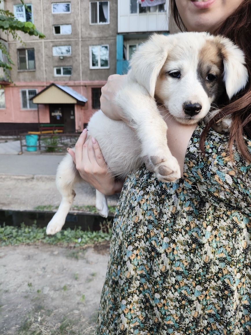Щенок девочка в надёжные руки