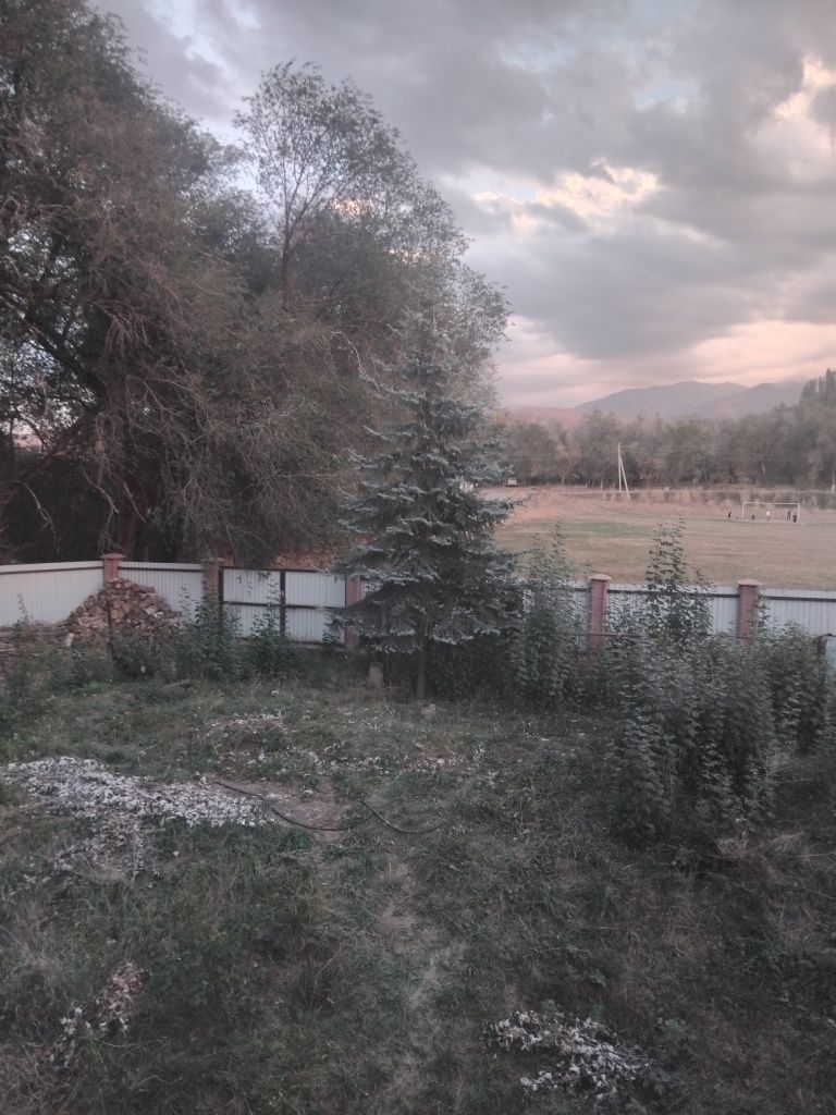 Продам голубую ель.