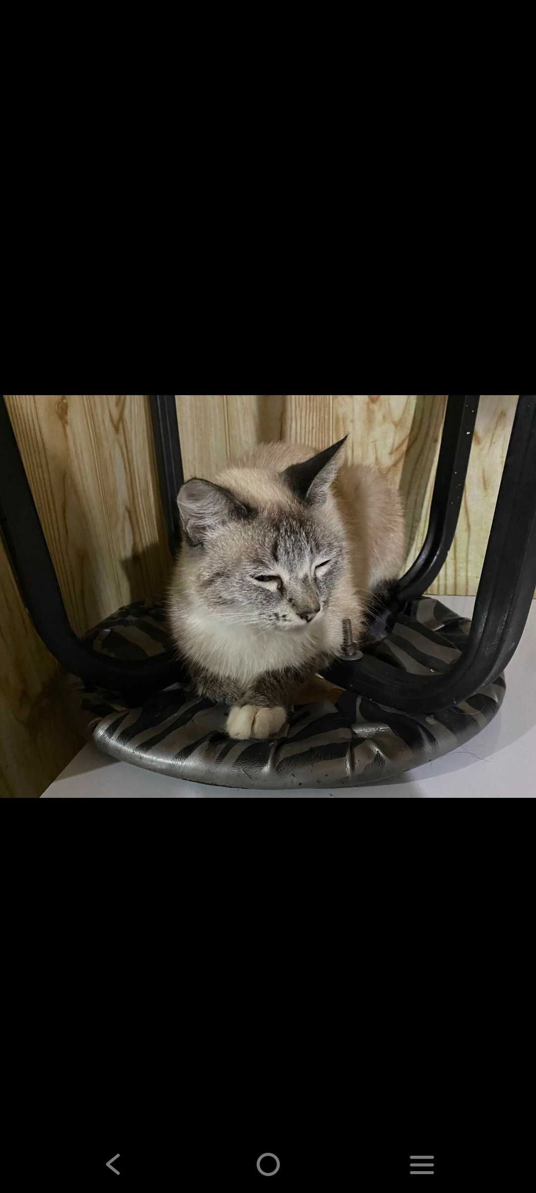 Кошки в хорошие рук