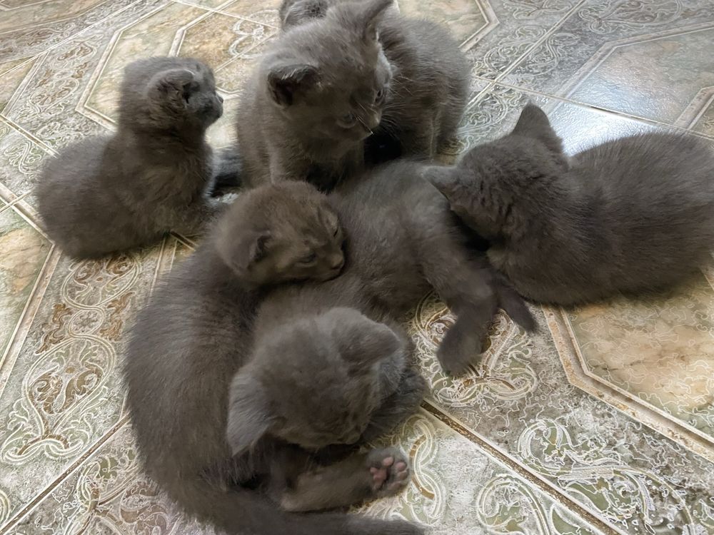 Продаются породистые котята