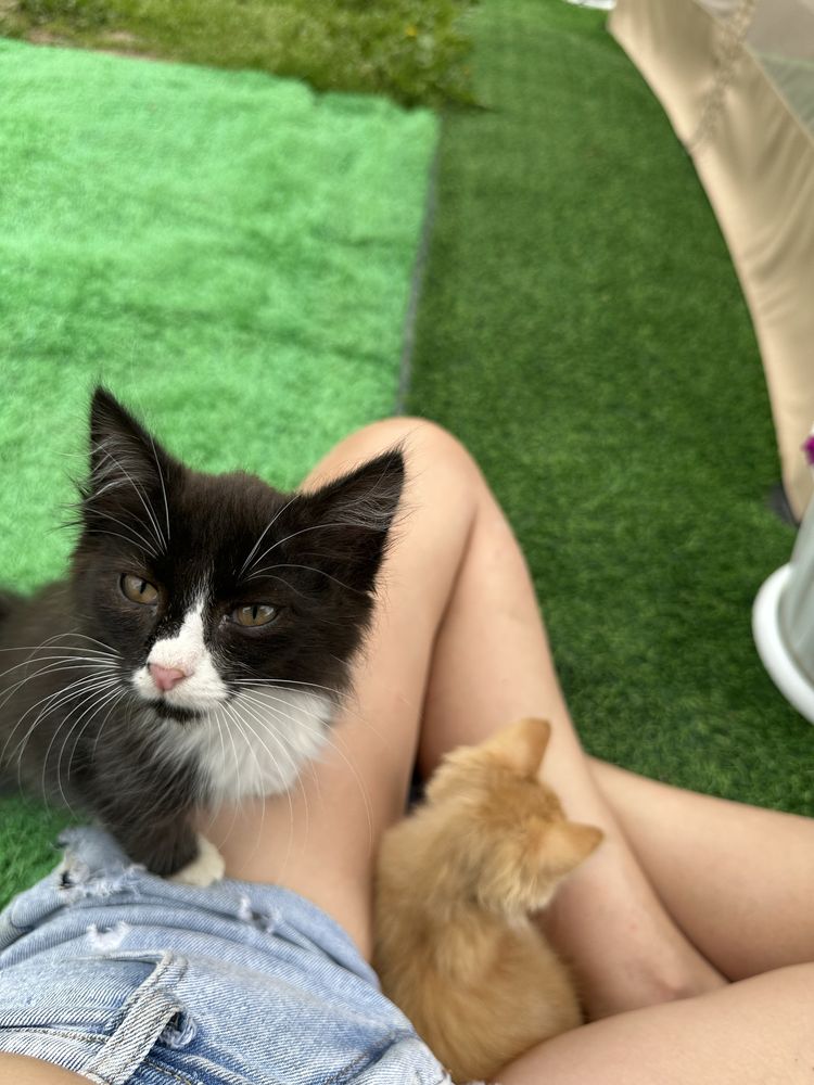 Чудесные котята ищат любящую семью