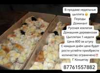 Продам  цыплят Домашних , Доминантов, Русская хохлатая порода