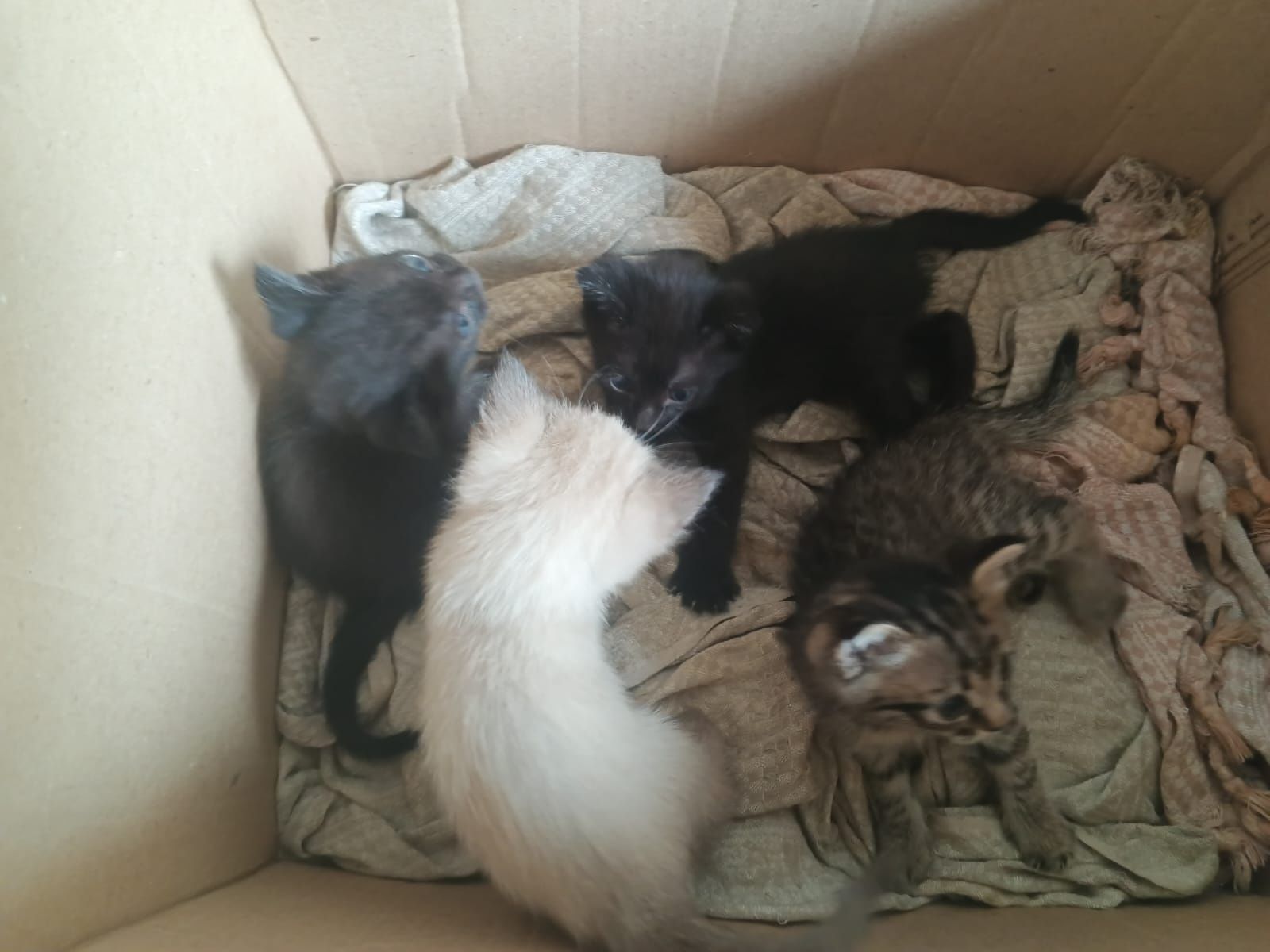 Котятки в добрые и заботливые ручки! :)