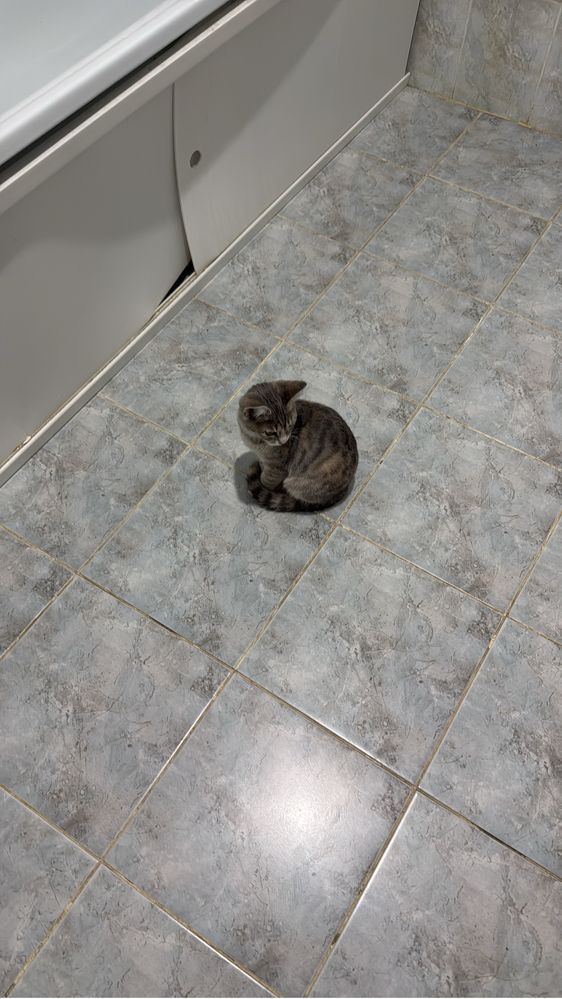 Кошка в добрые руки