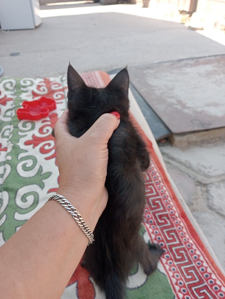 котëнок девачка чëрная