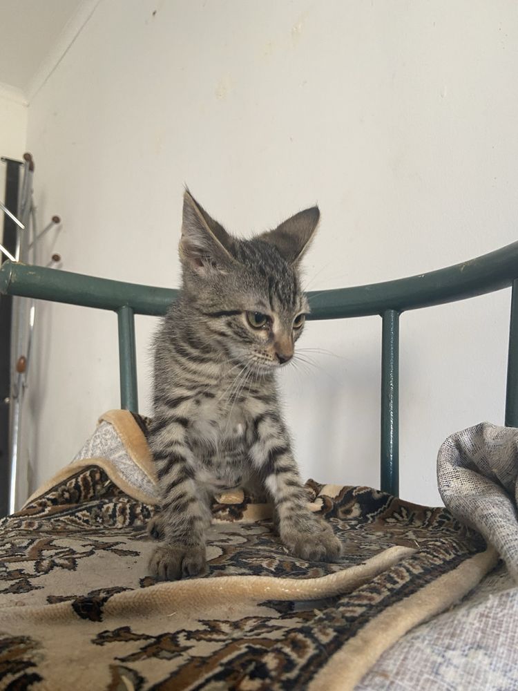 Котята в доьрые руки