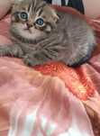 Котята шотландские