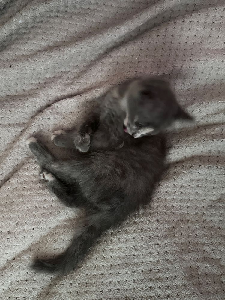 отдам котенка в добрые руки