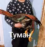 Дакан сатылады атакет