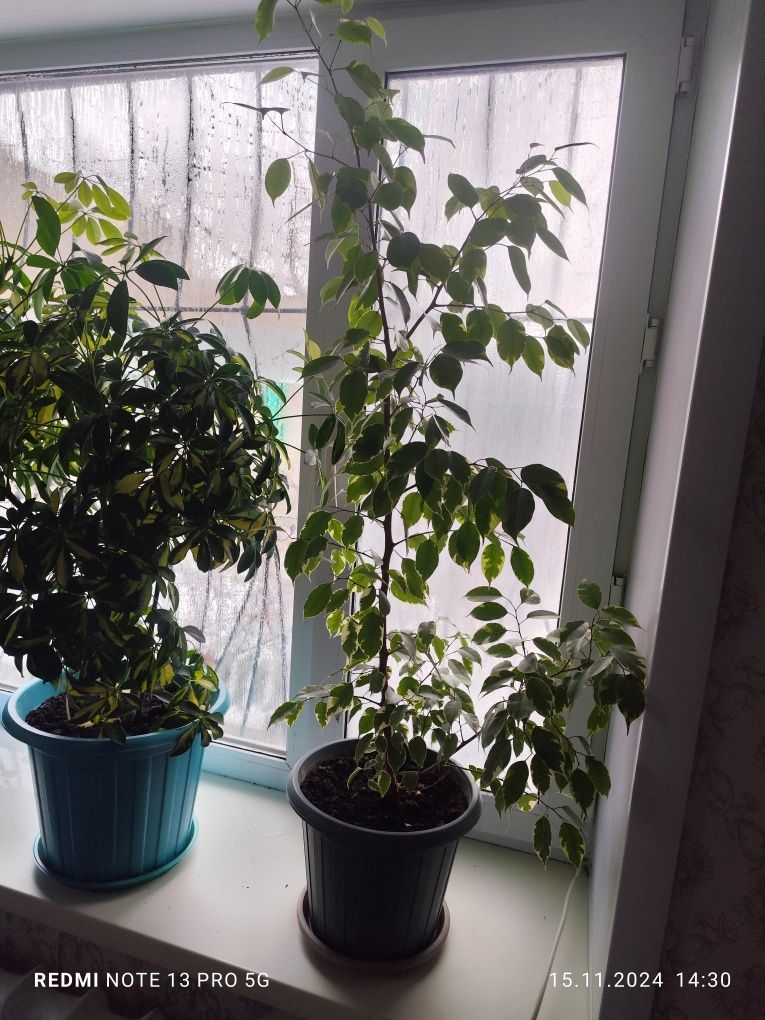 Продам комнатные цветы большие.