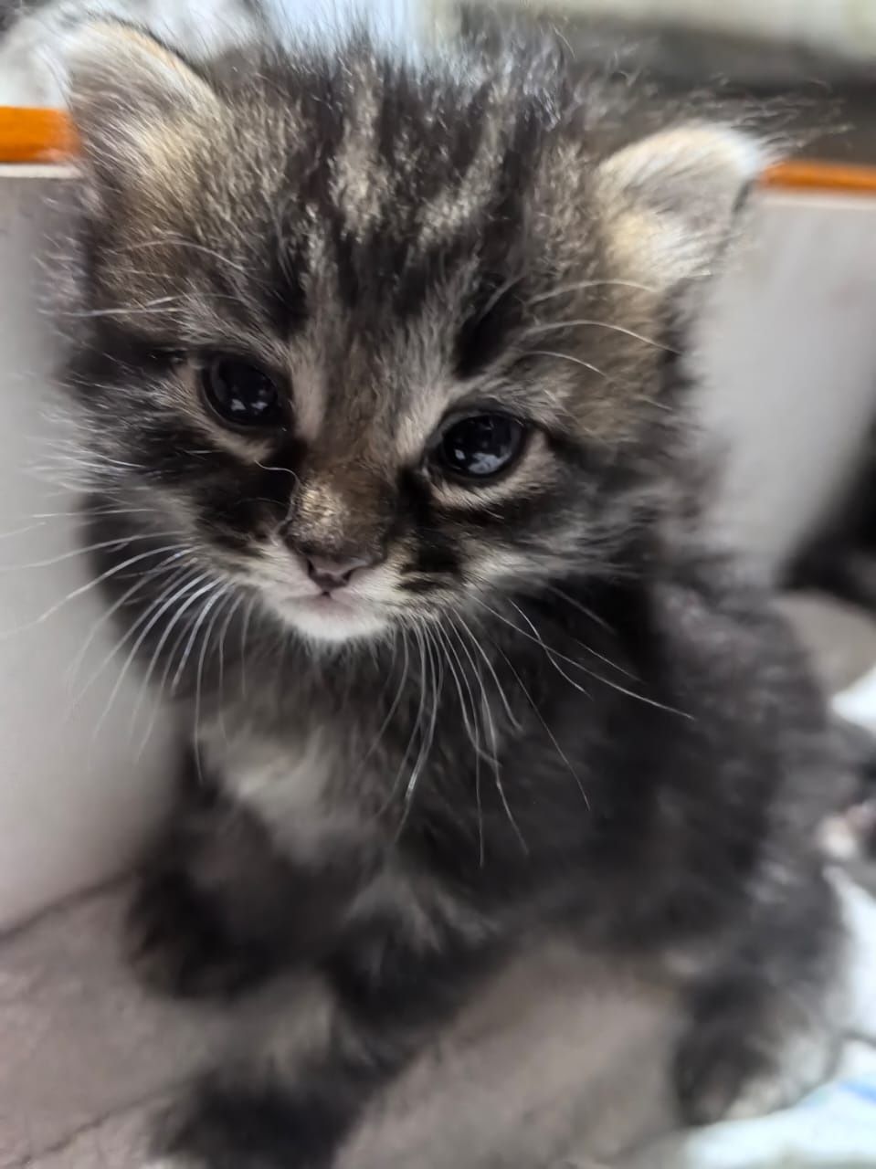 Отдам котят в добрые руки