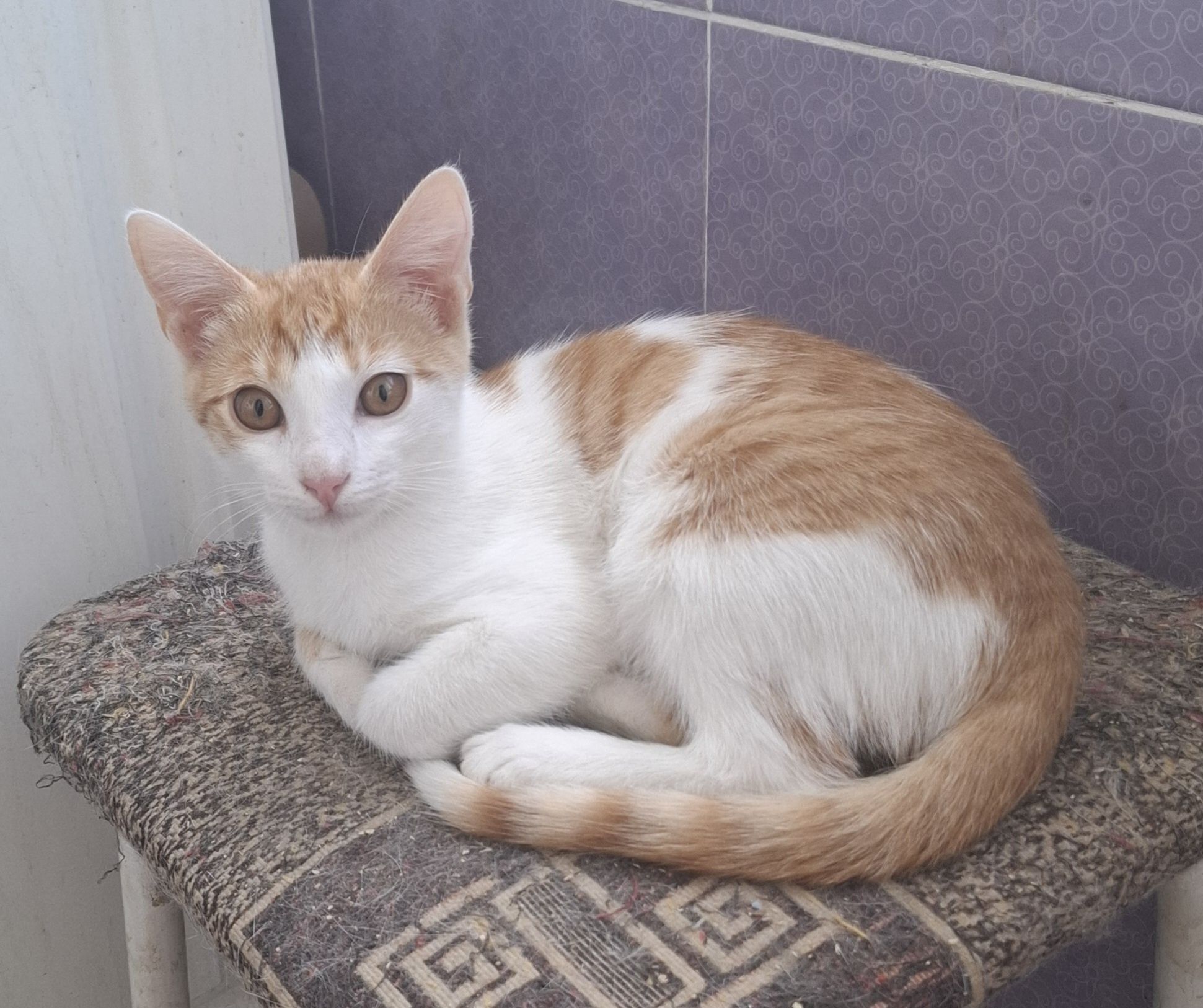 Красивый котенок-девочка в добрые руки
