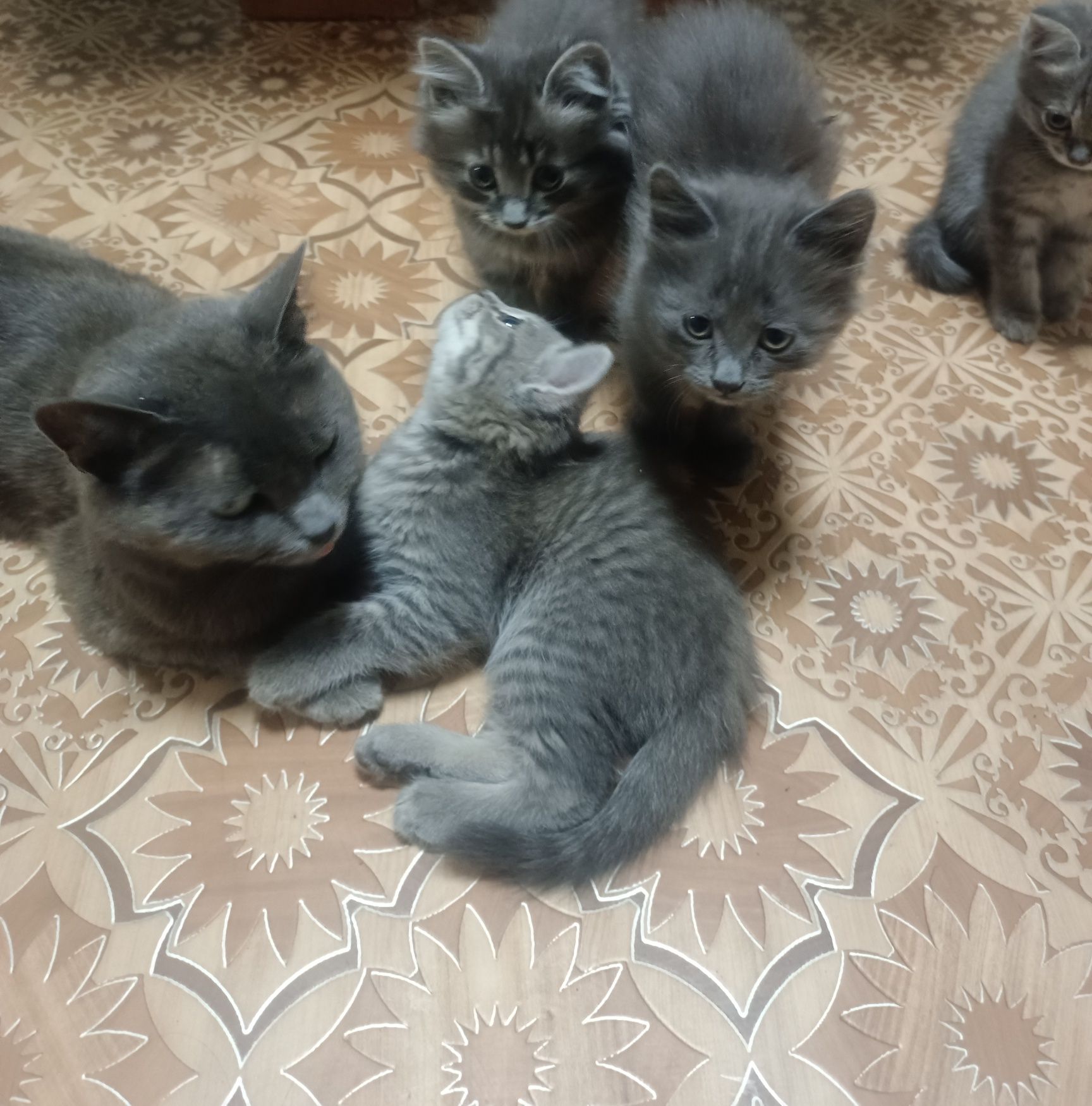 Отдам 4 котят уже большие