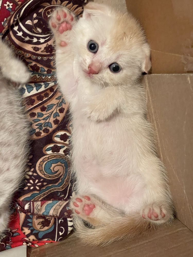 Котята скоттиш фолд