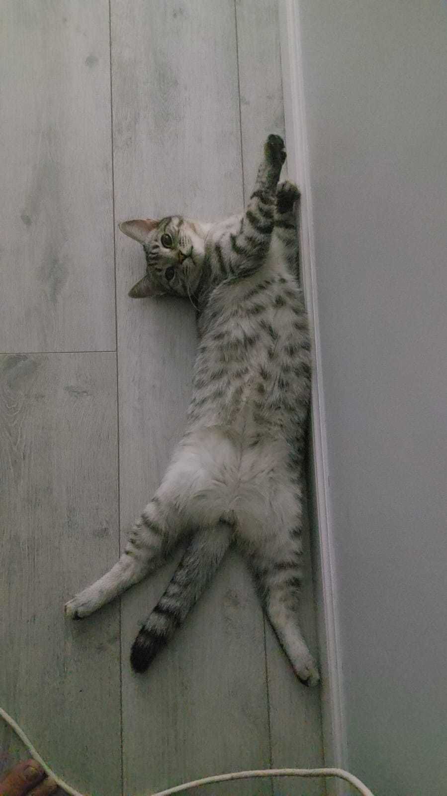 Шотландский котенок