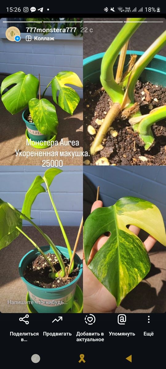 Монстера Aurea Ауреа