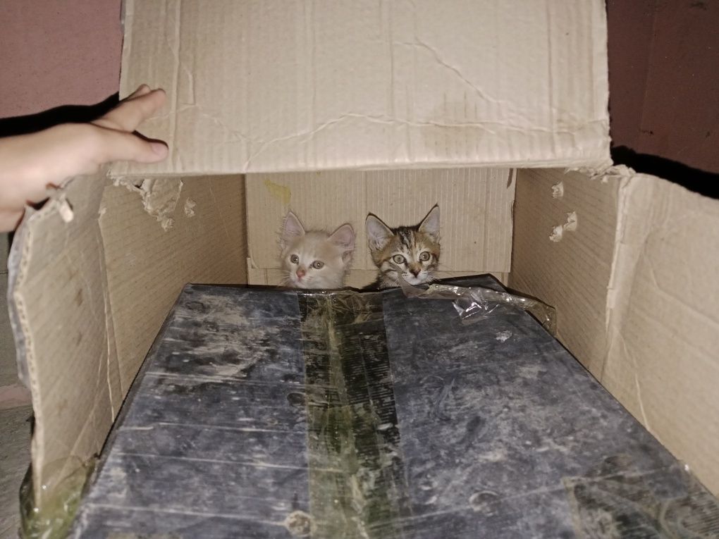 котята в хорошие руки