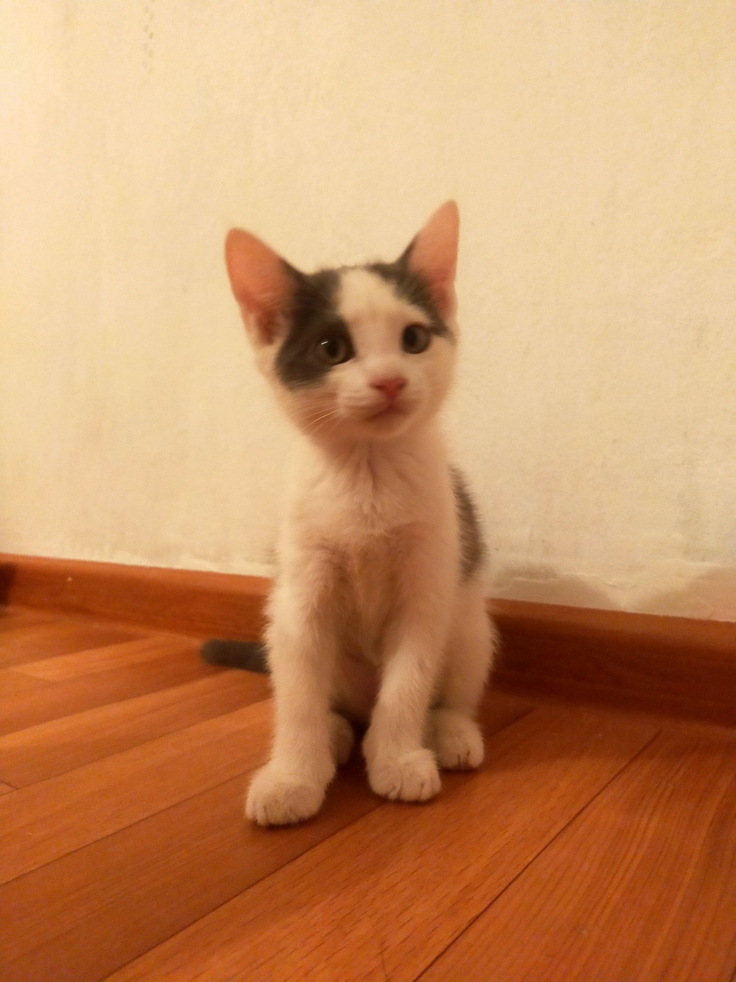 Кошка отдам в добрые ,ответственные руки .