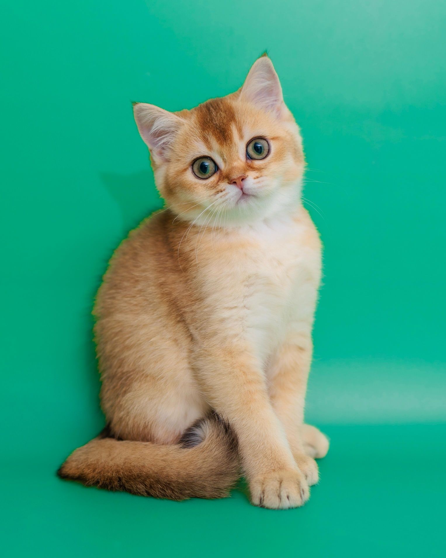 Золотые котята. Золотой котенок