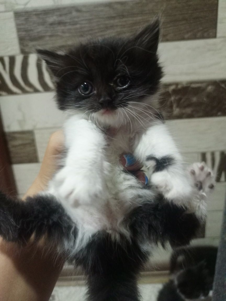 Котята бесплатно