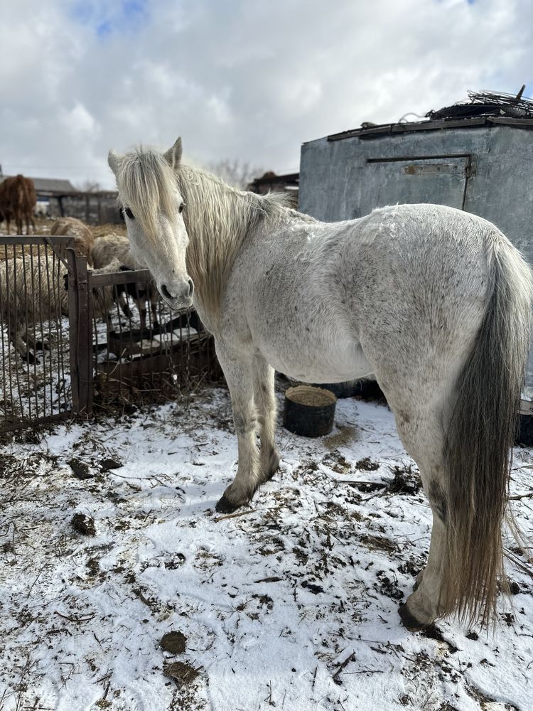Продам жеребца с откорма, верховой, обученный