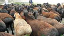 Продам бараны баран кой қой бар