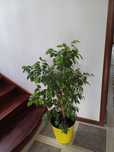 Продам комнатные цветы