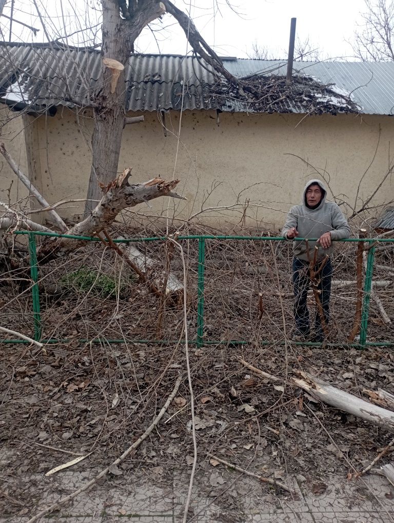 Спилим дерево любой сложности быстро качественно и недорого