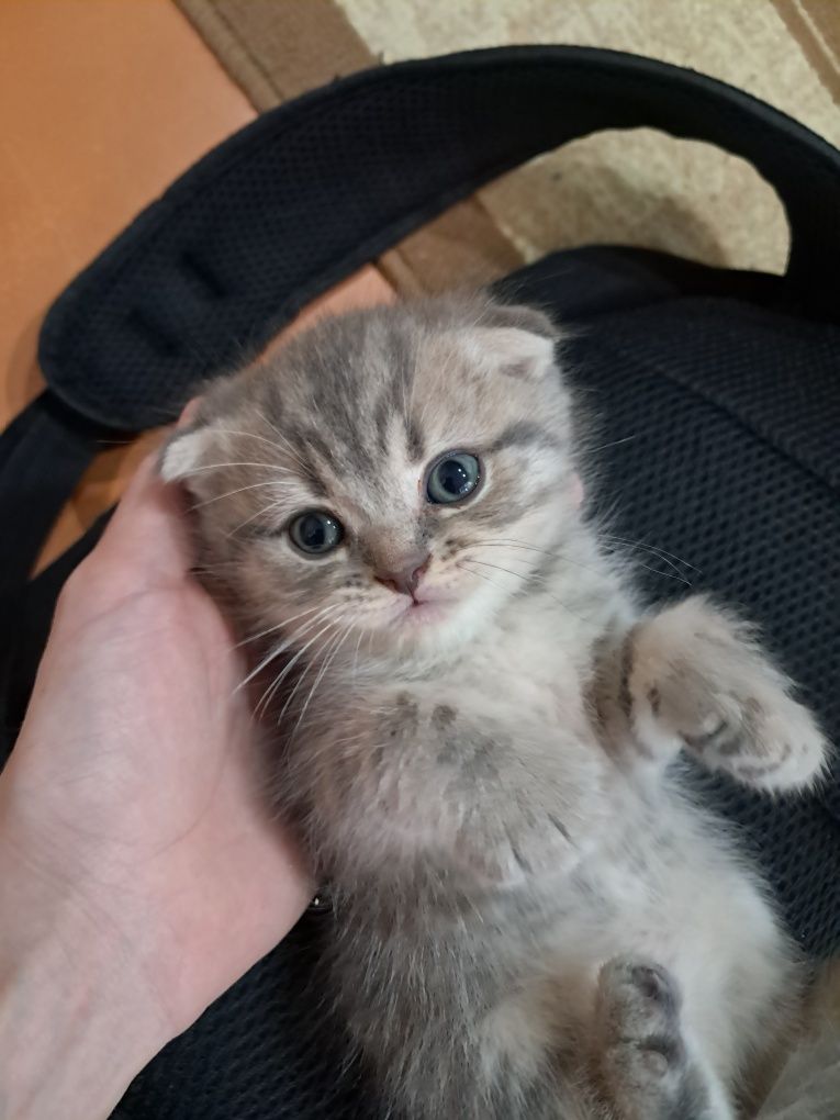 Продам вислоухих котят! Кушают уже сами, приучены к лотку