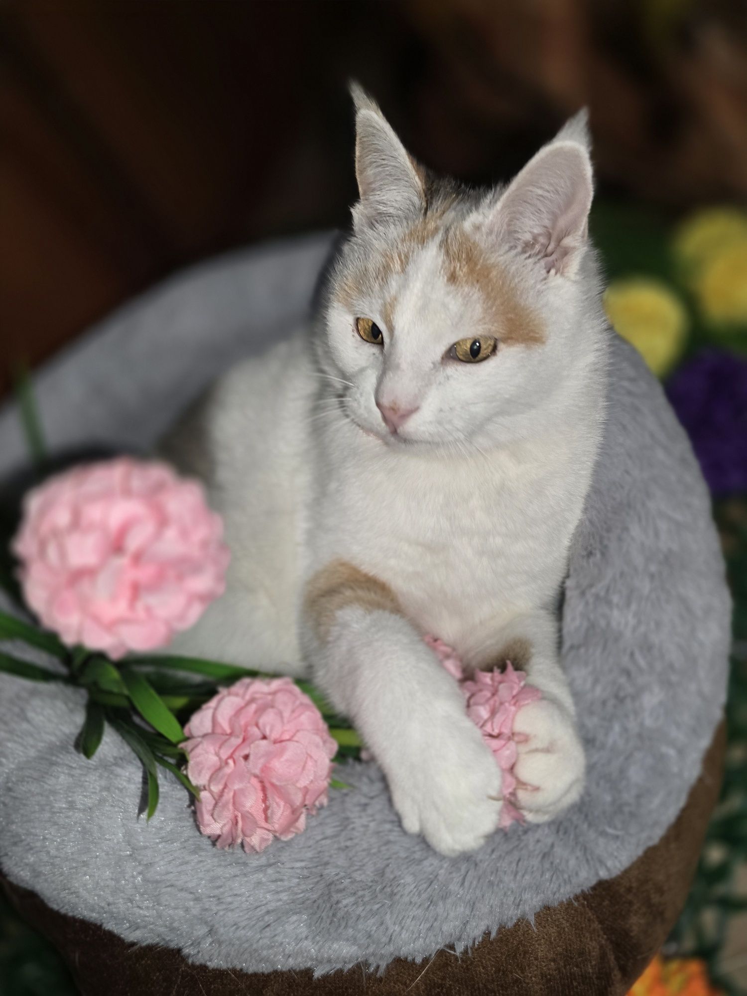 Снежана с прививкой