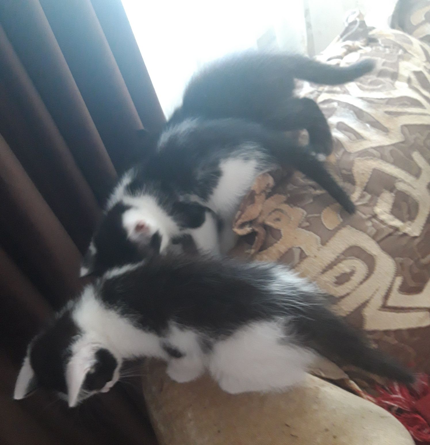 Котят отдам в добрые руки