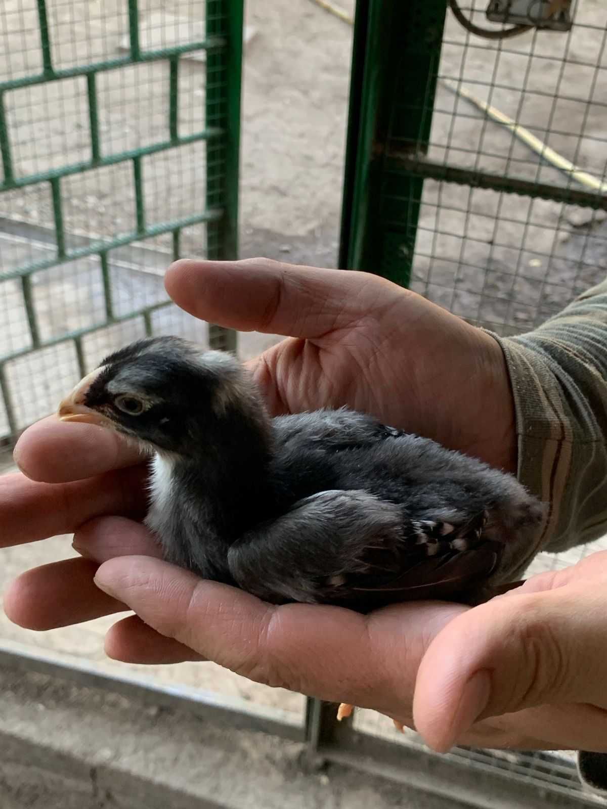 Продам цыплят даканов