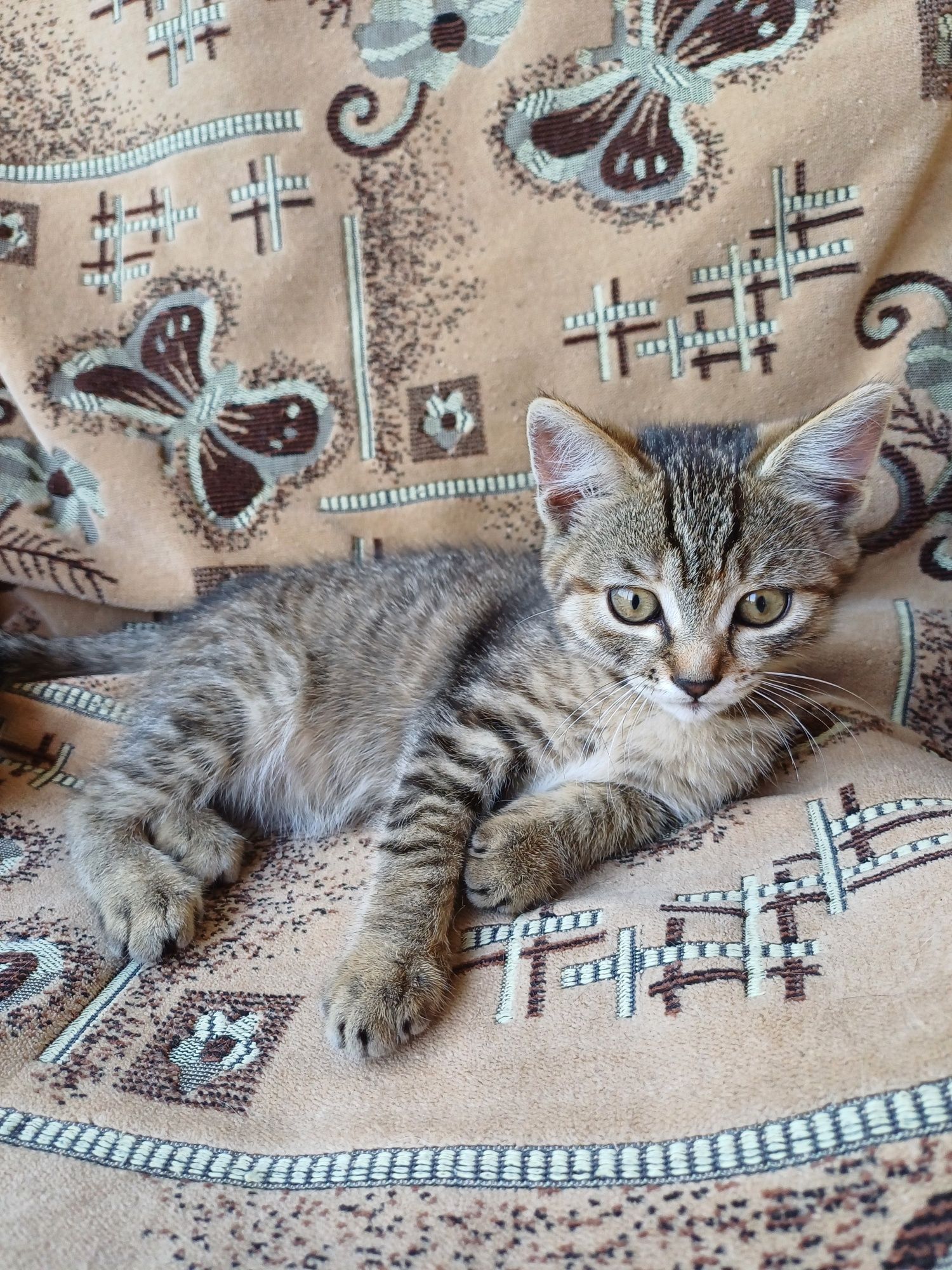 Отдам кошечку в добрые руки