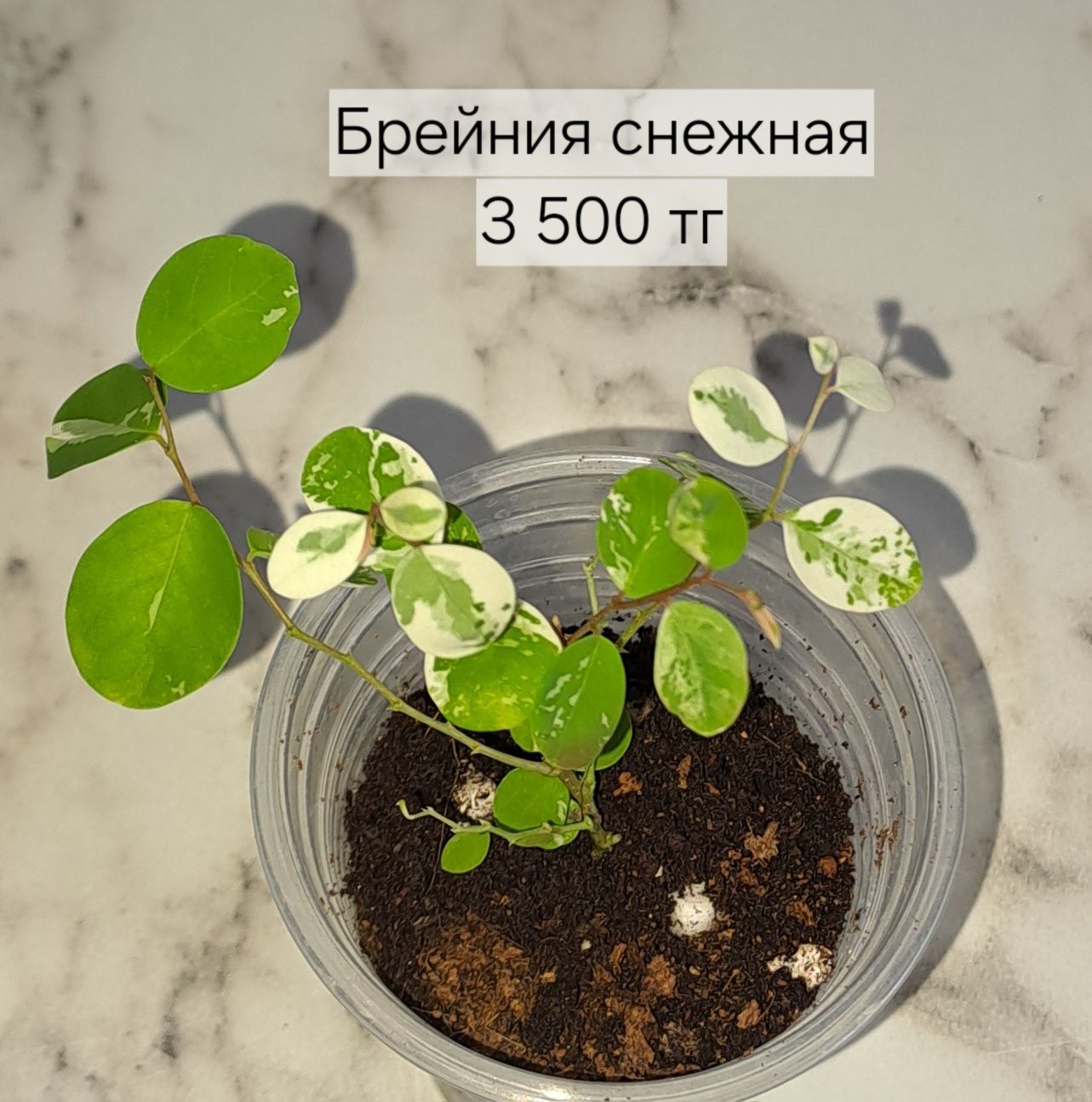 Комнатные растения, отправляю по всему Казахстану