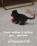 Отдам котенка в добрые руки
