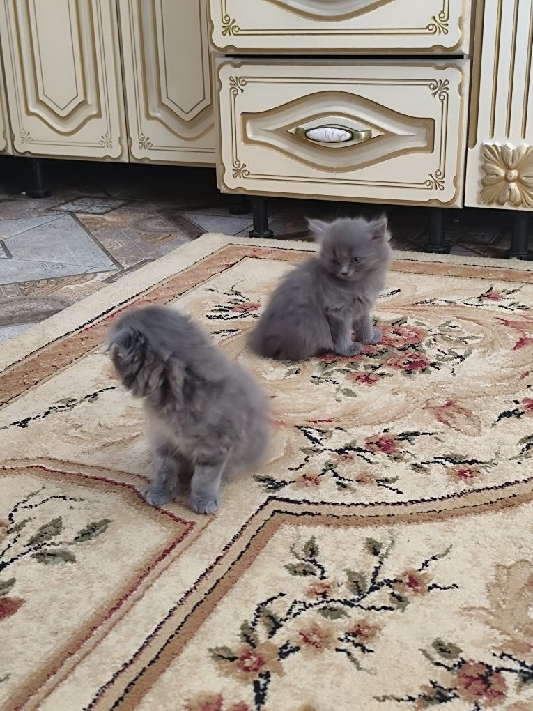 Котята пародистые