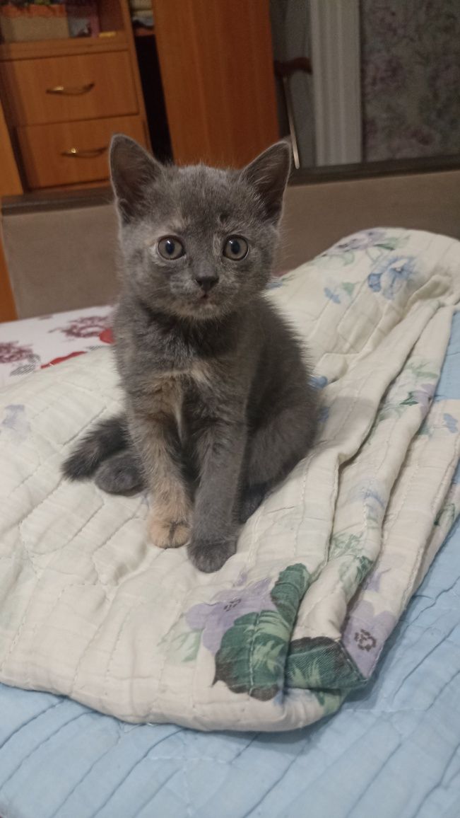Котята, родились 25.05.25