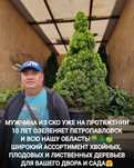Голубые ели туи озеленение сирень тополь