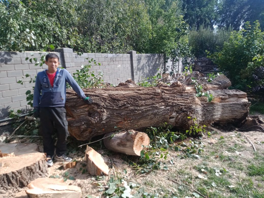 Спил дерево кронирование, санитарные обрезки, валка дерево.