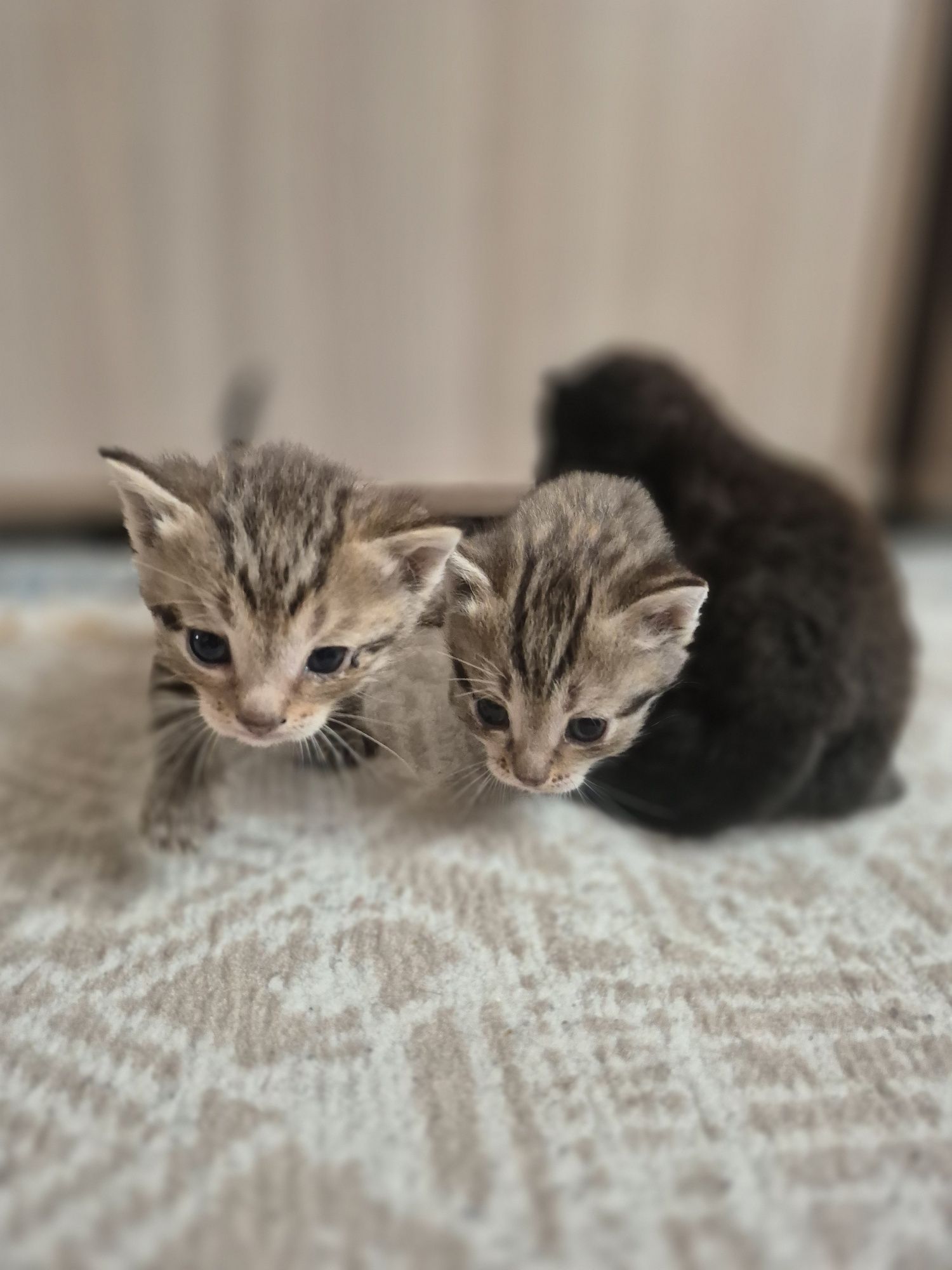 Отдадим котят в добрые руки