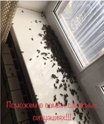 Уничтожение всех видов насекомых, СЭС