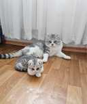 Котята шотландцы , веслоухий