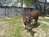 Продам крупнорогатый скот
